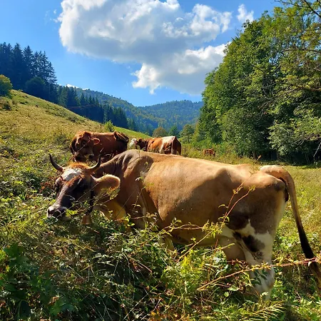 Сasa de vacaciones Tiny House Eulenbach - Urlaub Im Gletscherkessel Praeg